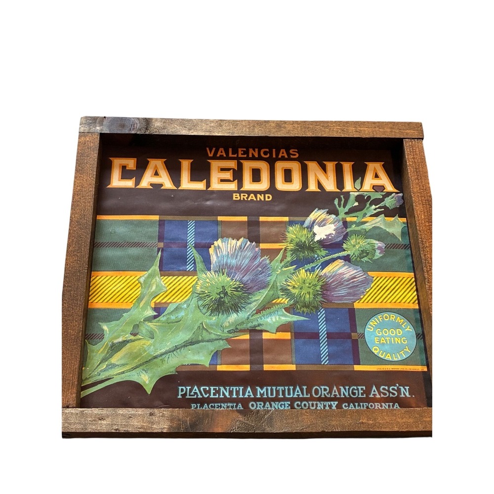 Vintage Caledonia Brand Orange Crate Label Framed Placentia California Thistle